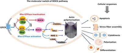 Rocking the Boat: The Decisive Roles of Rho Kinases During Oocyte, Blastocyst, and Stem Cell Development